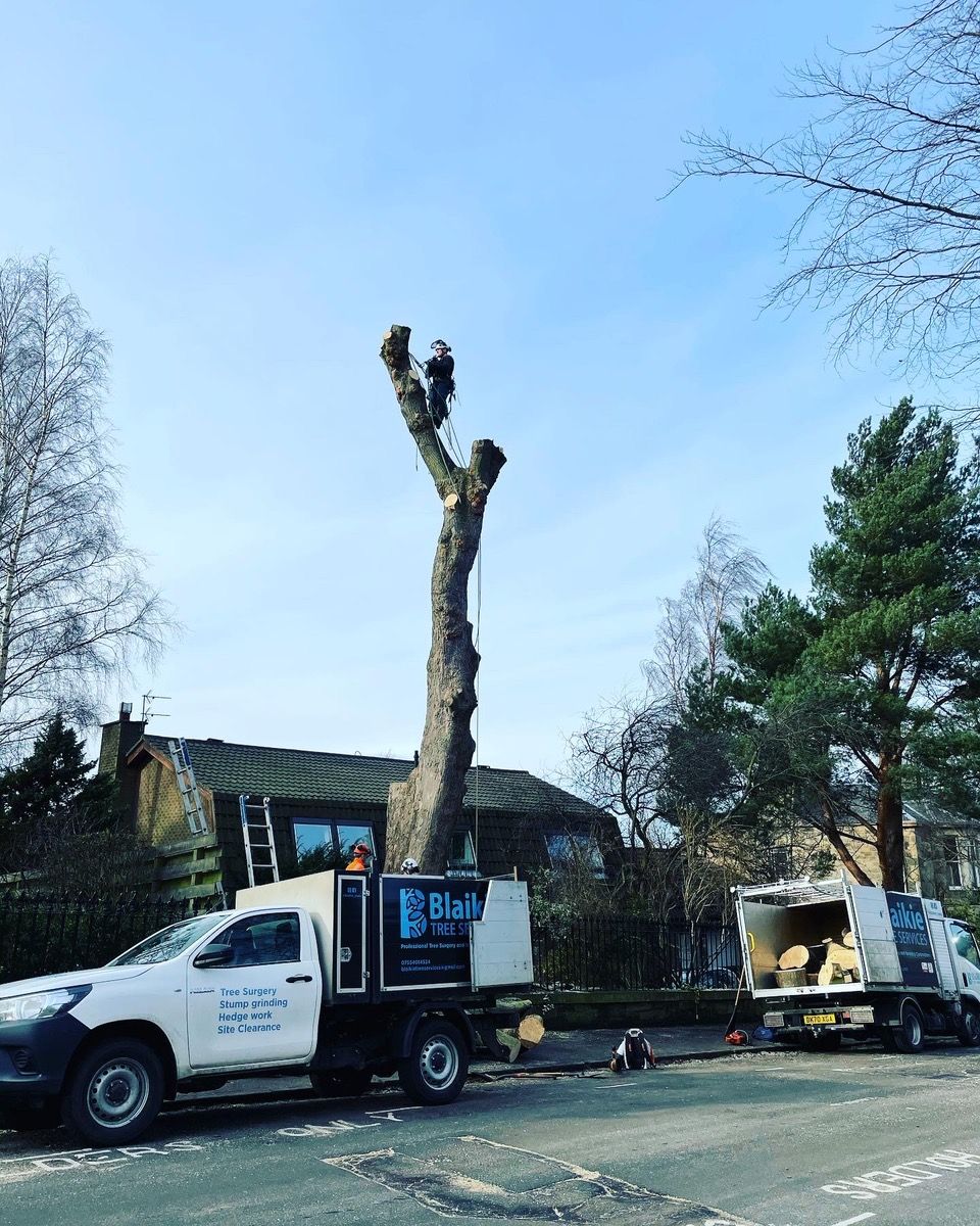Dangerous Tree Removal and Tree Safety Works